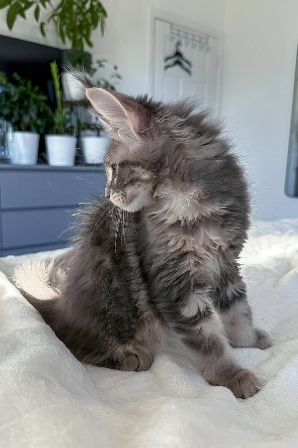 Dixie | Maine Coon Kitten