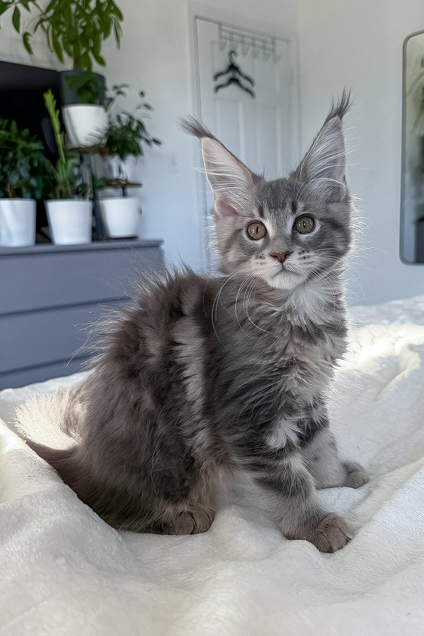 Dixie | Maine Coon Kitten