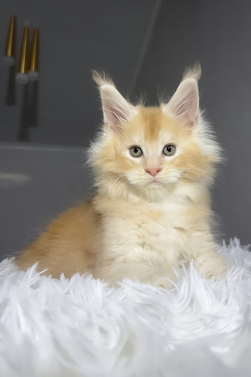Diamond | Maine Coon Kitten