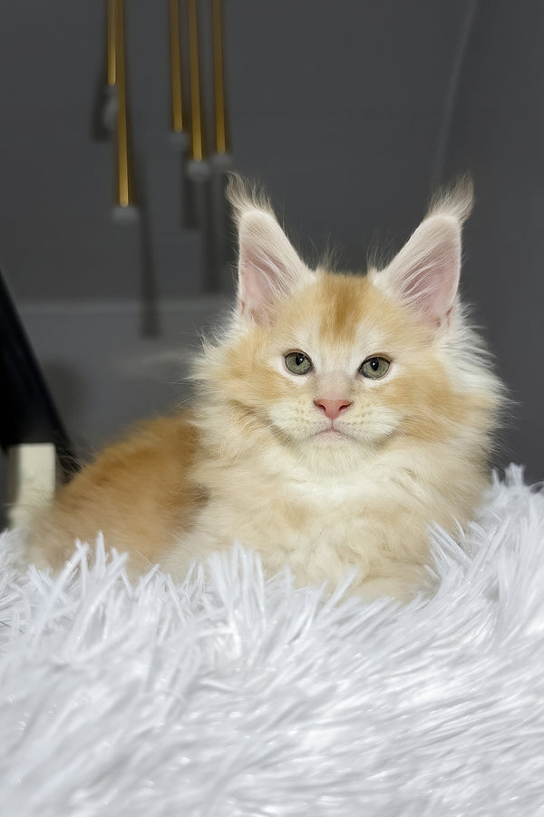 Diamond | Maine Coon Kitten