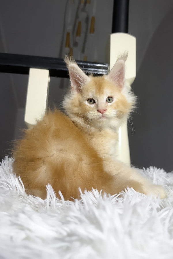 Diamond | Maine Coon Kitten