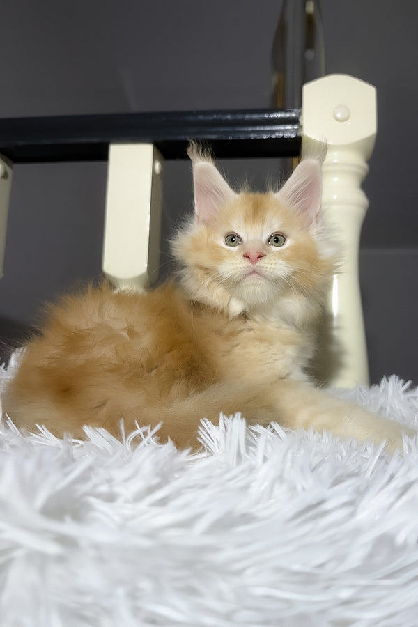 Diamond | Maine Coon Kitten