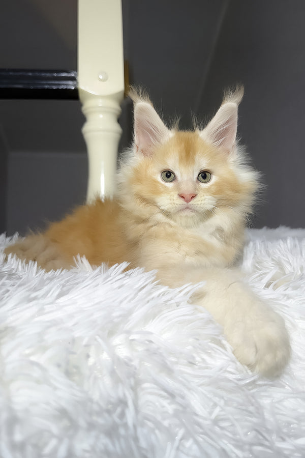 Diamond | Maine Coon Kitten