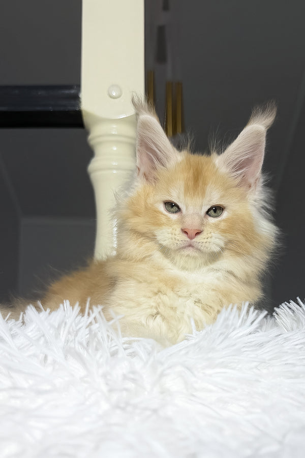 Diamond | Maine Coon Kitten