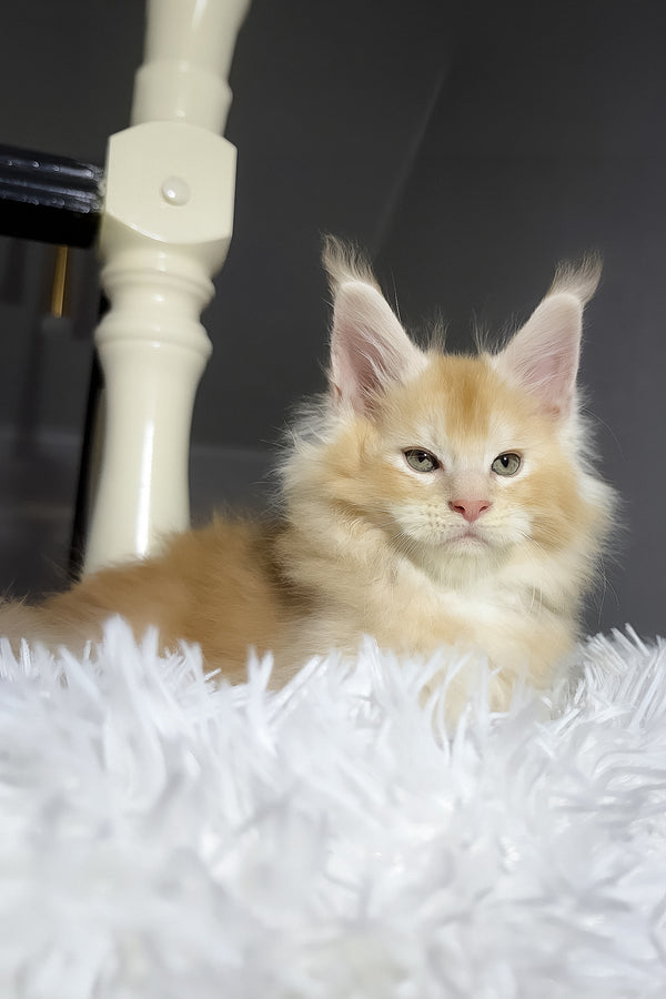 Diamond | Maine Coon Kitten