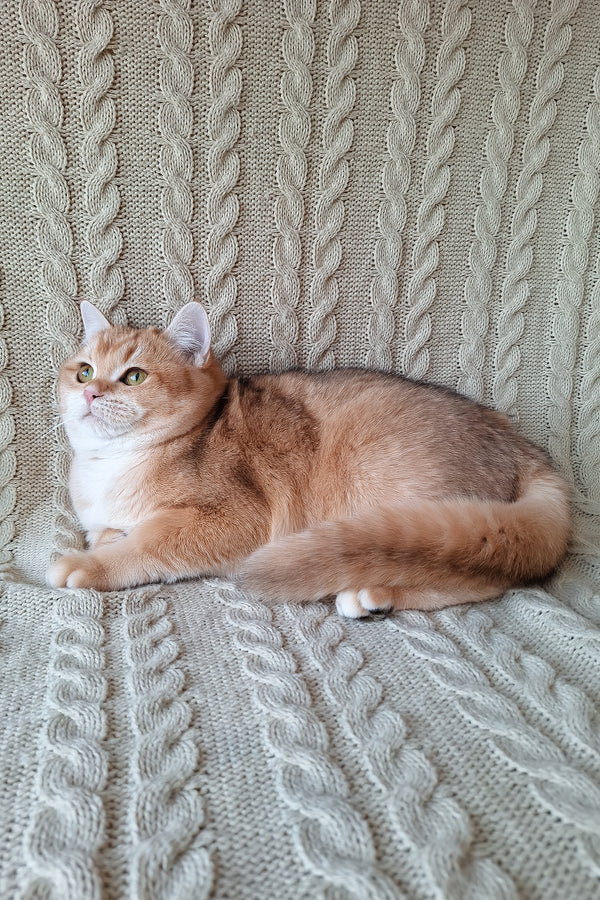 Diana | British Shorthair Kitten