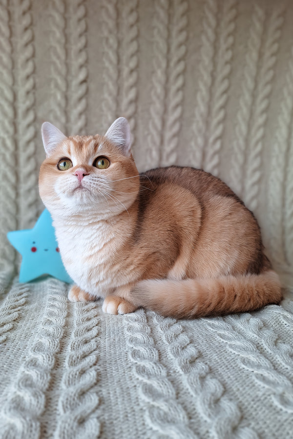 Diana | British Shorthair Kitten