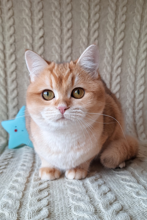 Diana | British Shorthair Kitten