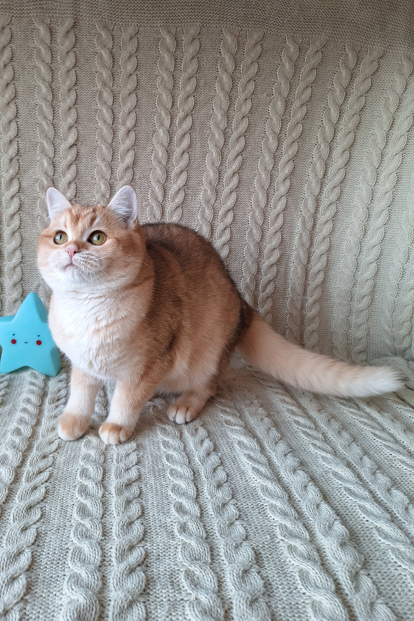 Diana | British Shorthair Kitten