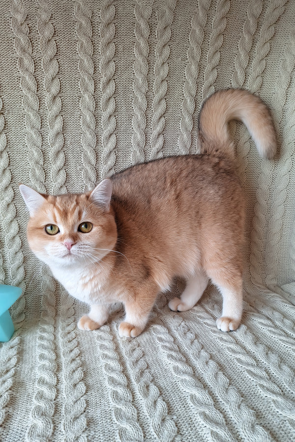 Diana | British Shorthair Kitten