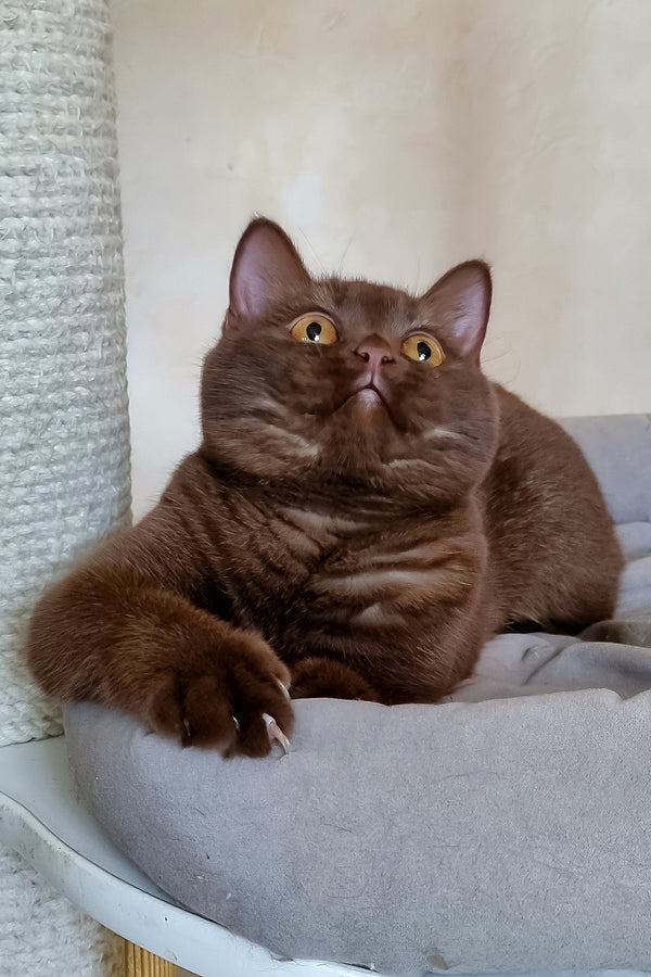 Adopt Dilan British Shorthair Kitten with Orange Eyes