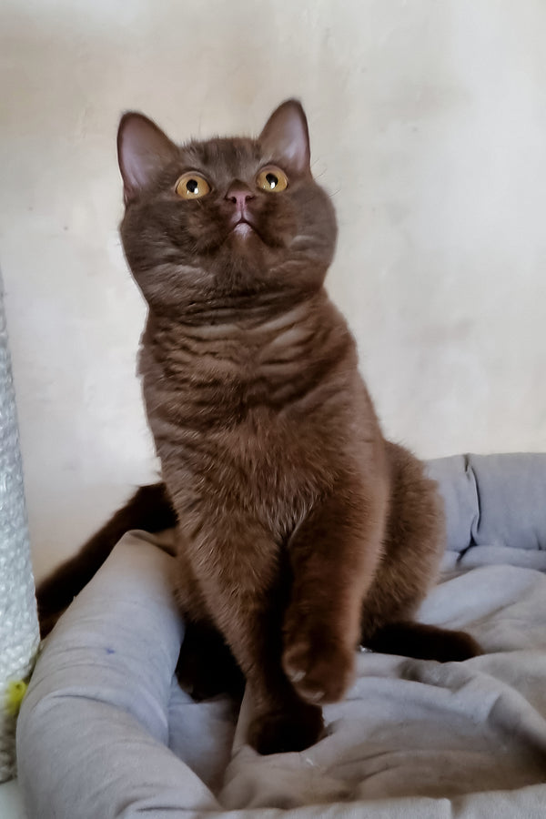 Adopt Dilan British Shorthair Kitten with Orange Eyes