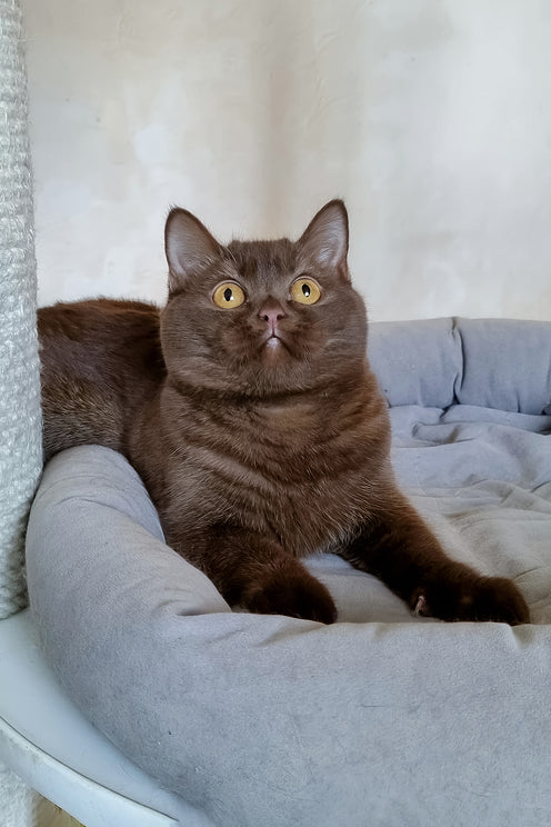 Dilan | British Shorthair Kitten