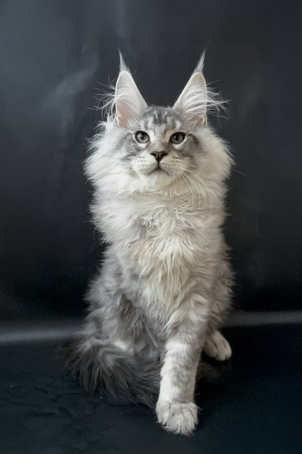Dilayla | Maine Coon Kitten