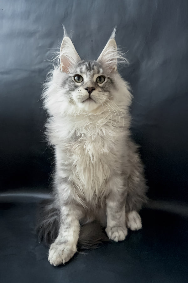 Dilayla | Maine Coon Kitten