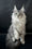 Dilayla | Maine Coon Kitten