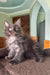 Dim | Maine Coon Kitten