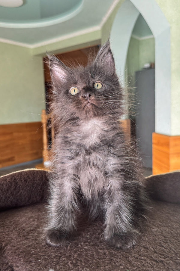 Dim | Maine Coon Kitten
