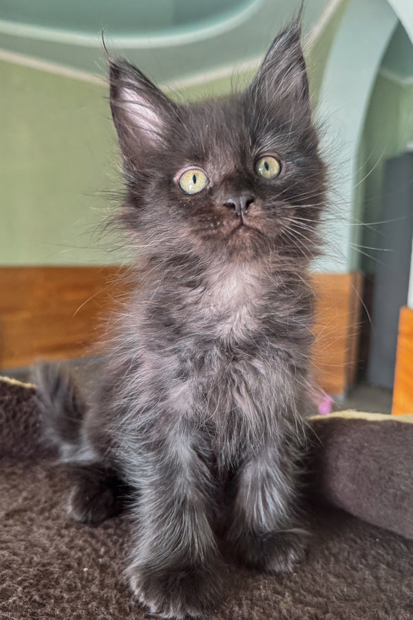 Dim | Maine Coon Kitten