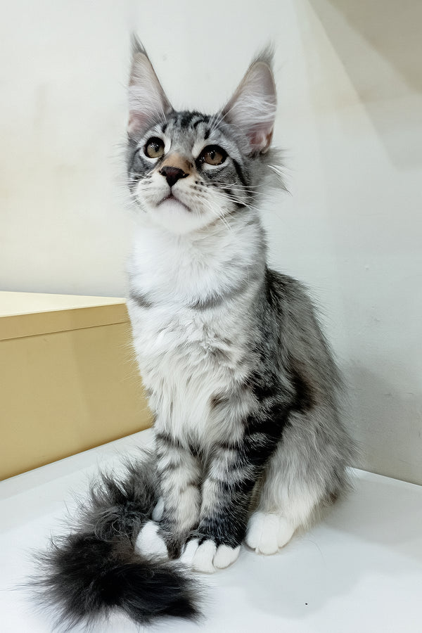 Dior | Maine Coon Kitten