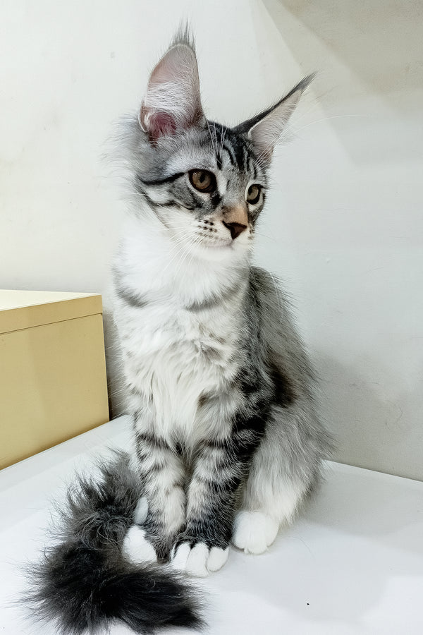 Dior | Maine Coon Kitten