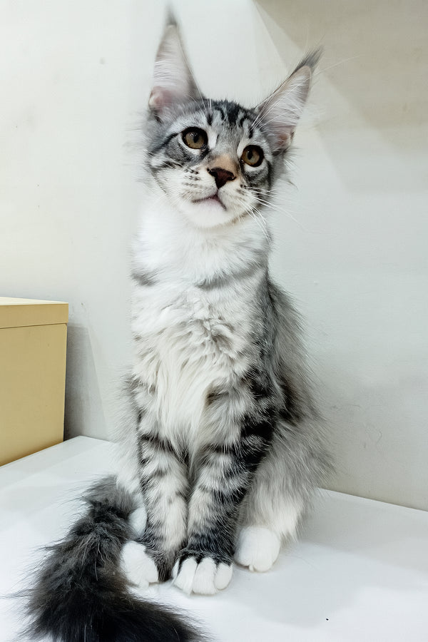 Dior | Maine Coon Kitten