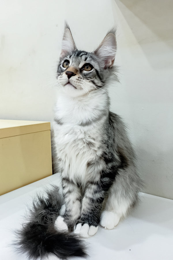 Dior | Maine Coon Kitten