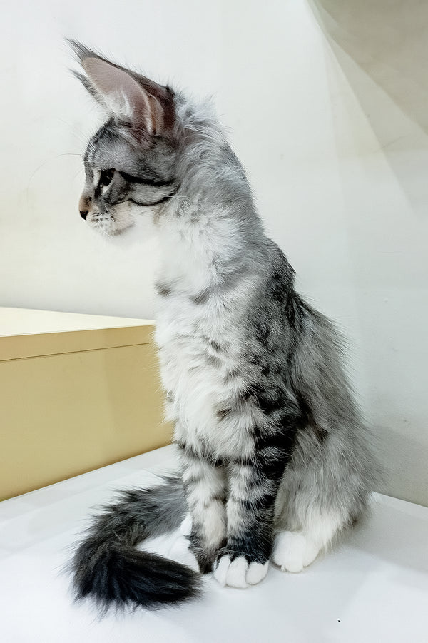 Dior | Maine Coon Kitten