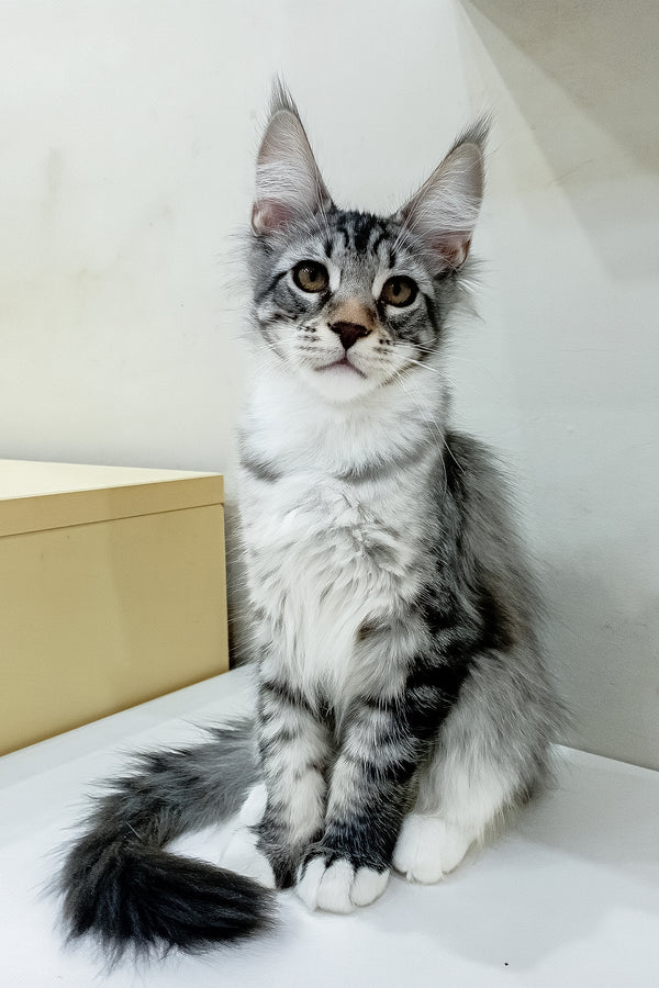Dior | Maine Coon Kitten