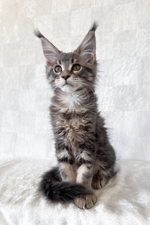 Dixie | Maine Coon Kitten