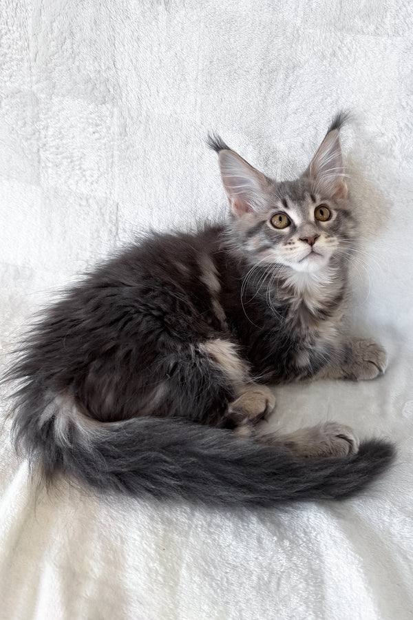 Dixie | Maine Coon Kitten