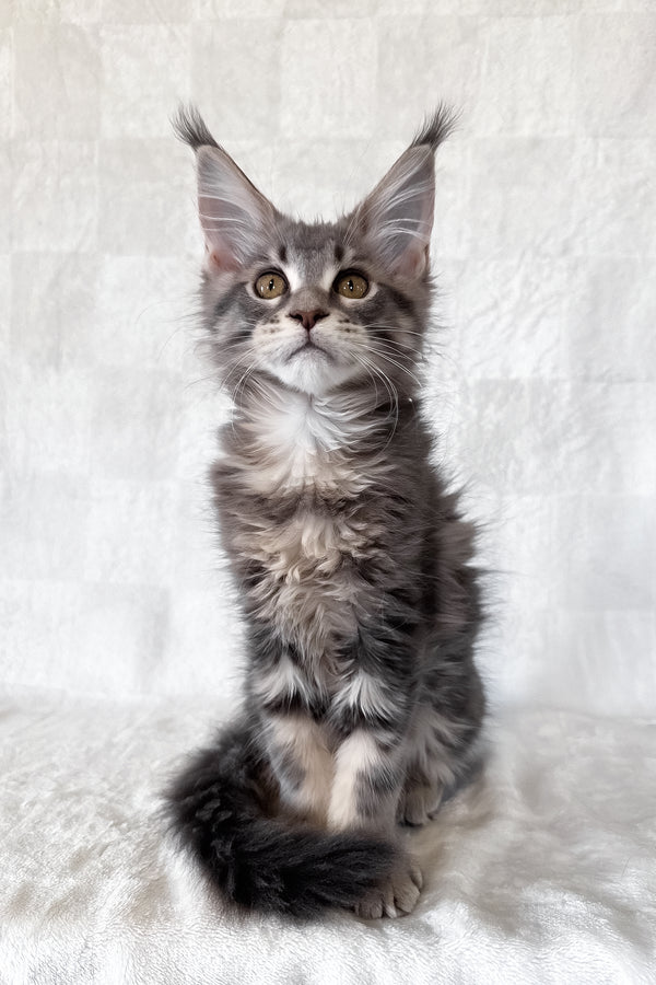 Dixie | Maine Coon Kitten
