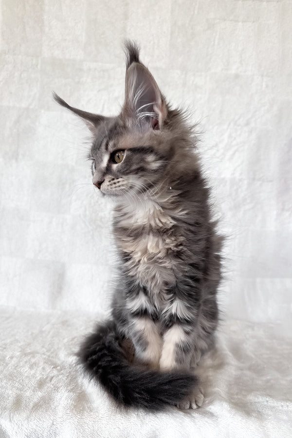 Dixie | Maine Coon Kitten