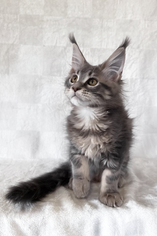 Dixie | Maine Coon Kitten