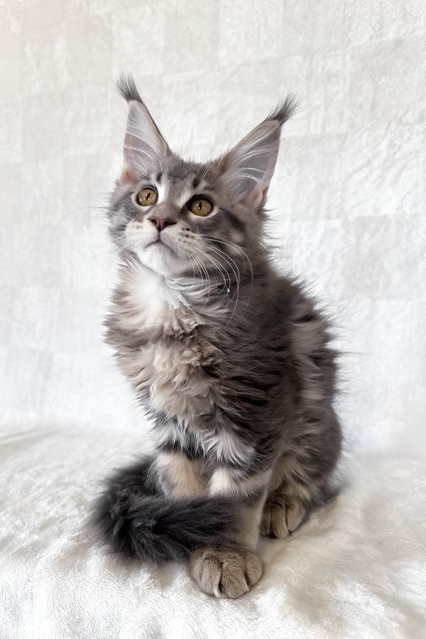 Dixie | Maine Coon Kitten