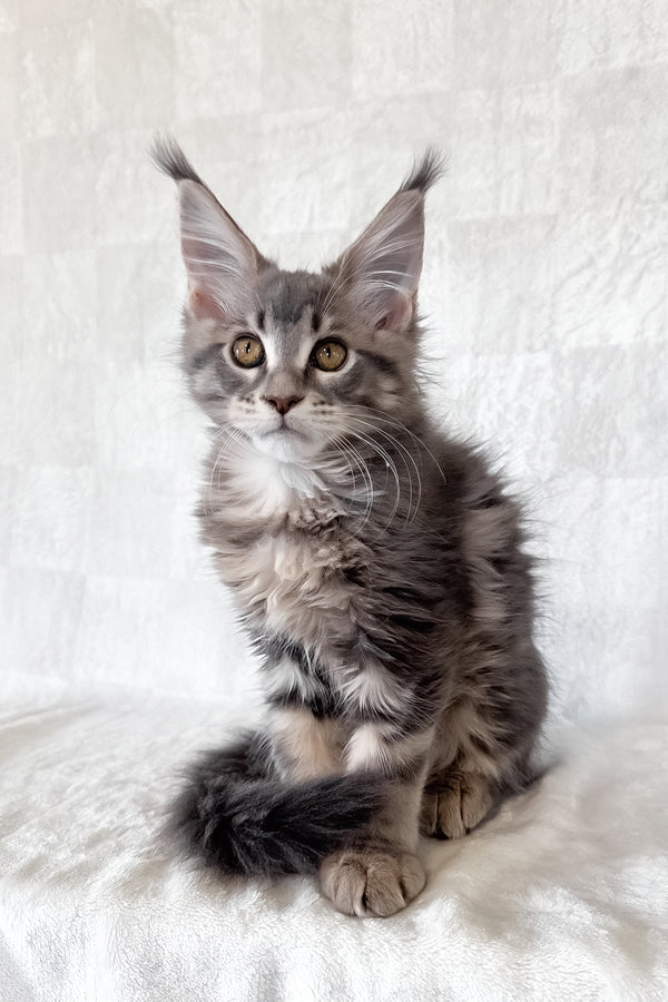 Dixie | Maine Coon Kitten