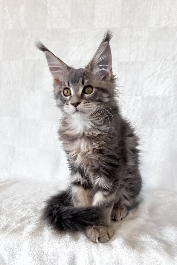 Dixie | Maine Coon Kitten
