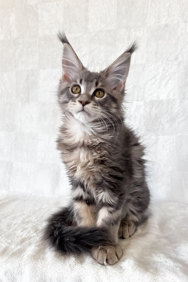 Dixie | Maine Coon Kitten