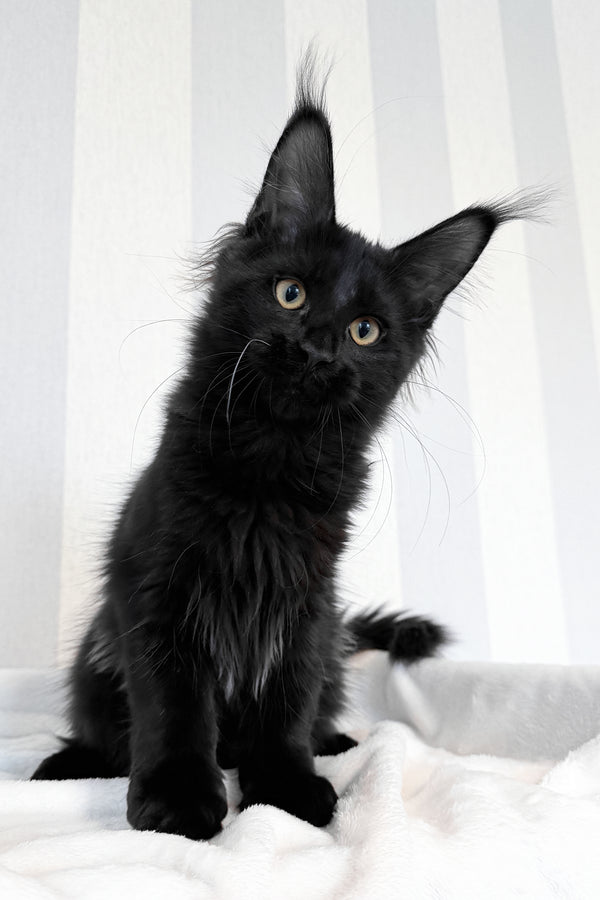 Doc | Maine Coon Kitten