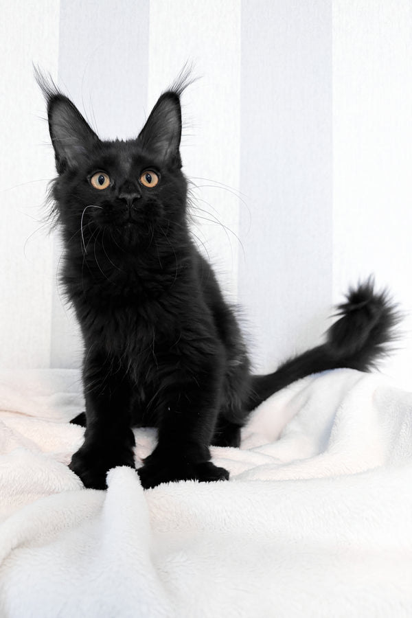 Doc | Maine Coon Kitten