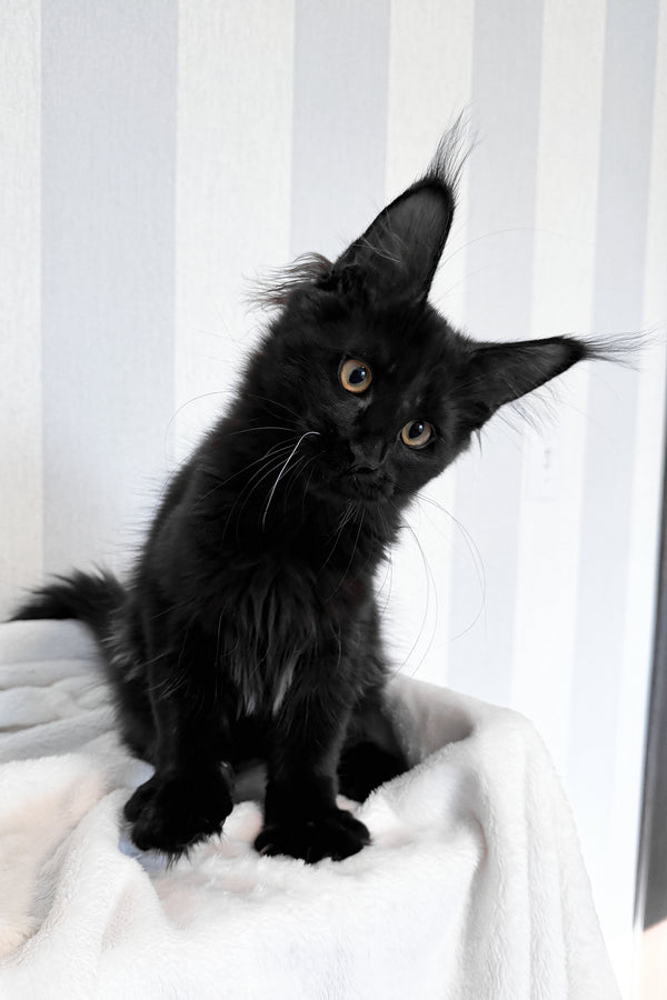 Doc | Maine Coon Kitten