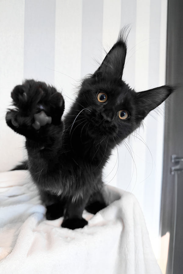 Doc | Maine Coon Kitten