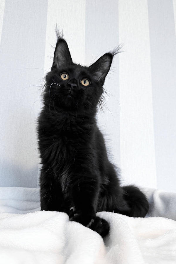 Doc | Maine Coon Kitten