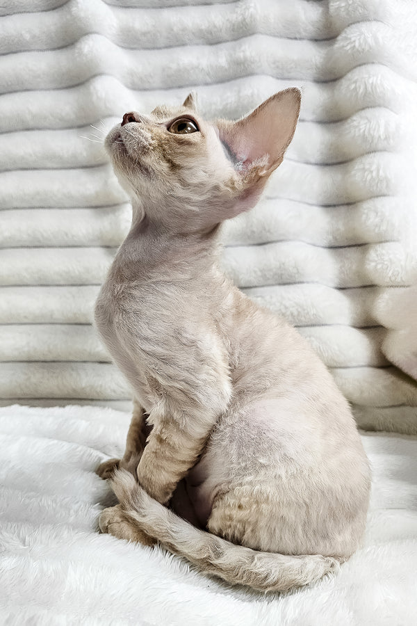 Dorian | Devon Rex Kitten
