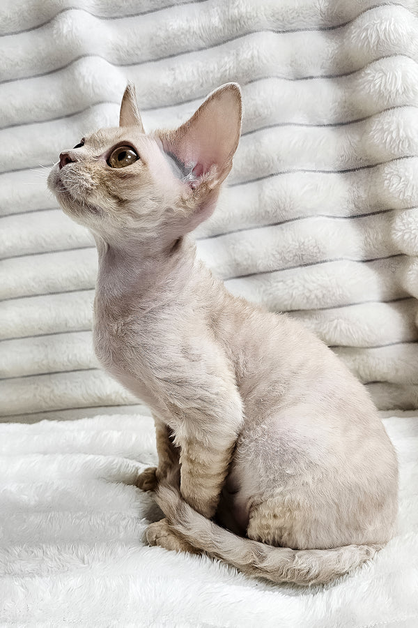 Dorian | Devon Rex Kitten