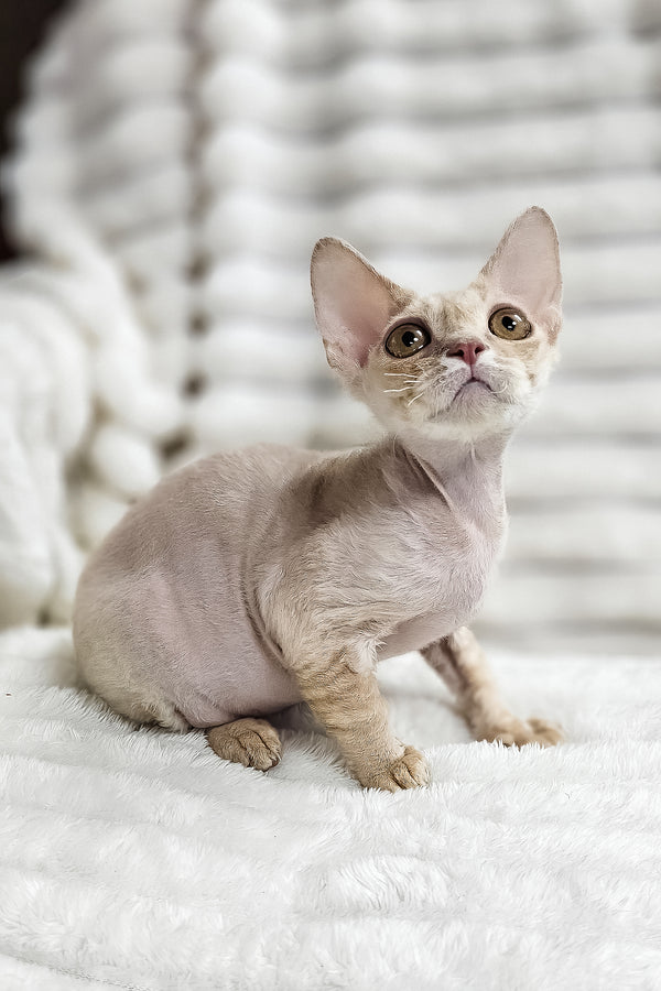 Dorian | Devon Rex Kitten