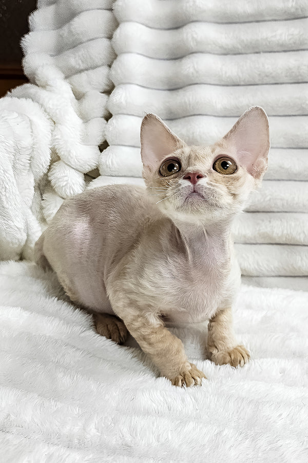 Dorian | Devon Rex Kitten