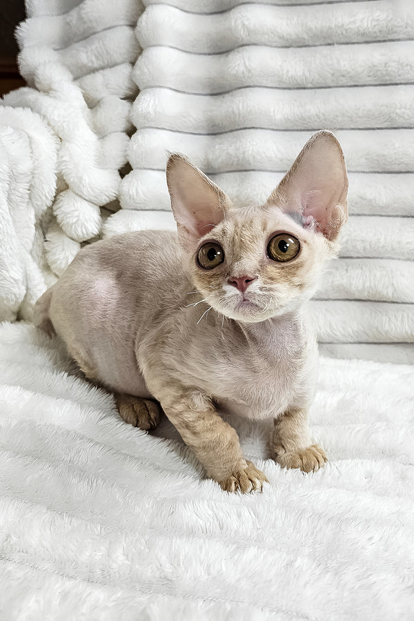 Dorian | Devon Rex Kitten