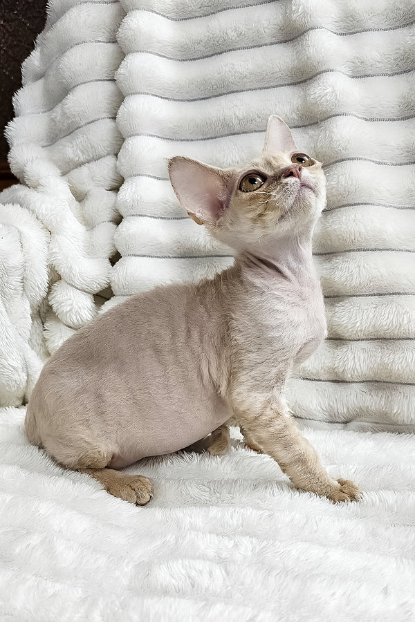 Dorian | Devon Rex Kitten
