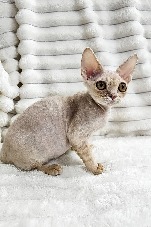 Dorian | Devon Rex Kitten